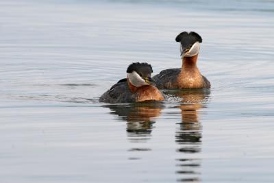 Red-Necked Grebe 1