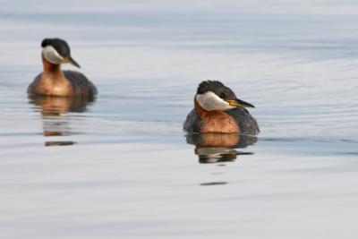 Red-Necked Grebe 2