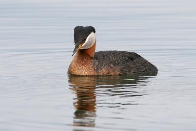 Red-Necked Grebe 4