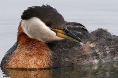 Red-Necked Grebe 5