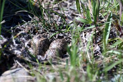 Nest