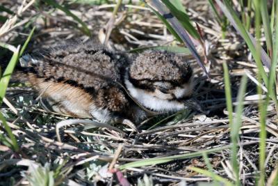 Chick - 1 day old
