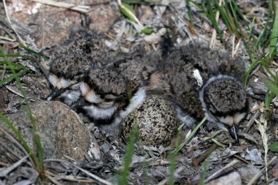 Hatching