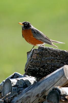 Robin on the Wood Pile