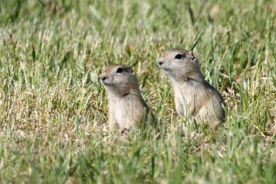 Young Gophers