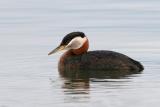 Red-Necked Grebe 3