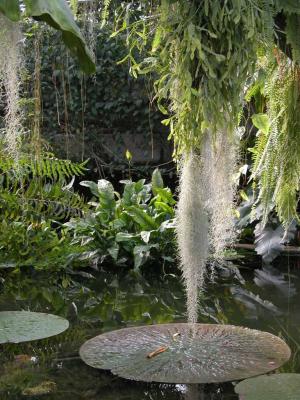 In the Princess of Wales Conservatory