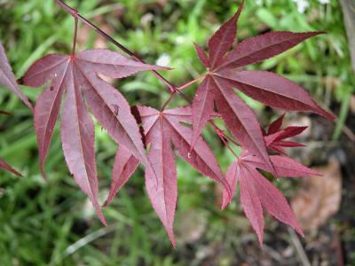 Leaves at la Pagode