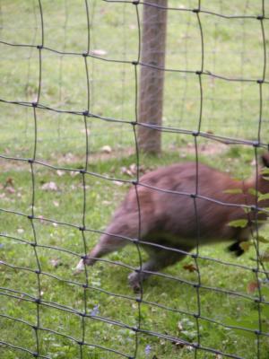 Shy wallaby