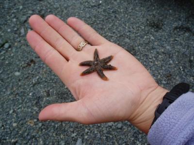 port hardy kayak- tiny starfish
