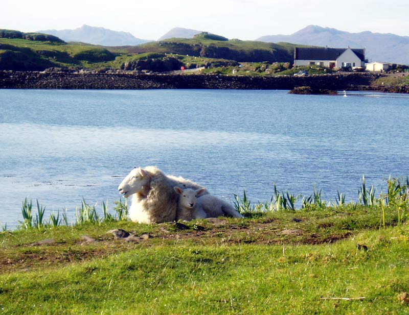 Eigg view from tent of sheep with lamb