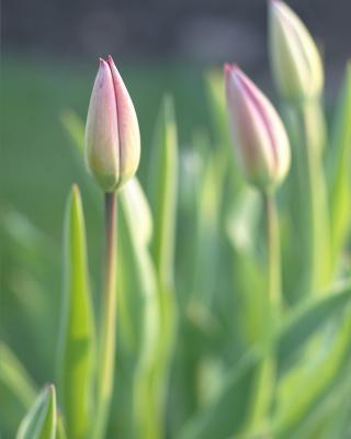 Tulip Pastels.jpg