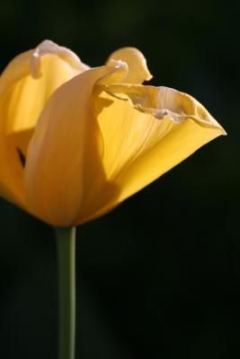 Yellow Tulip II.jpg