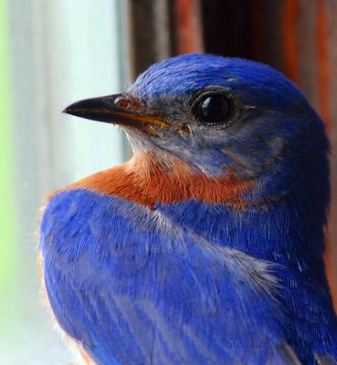 Eastern Bluebird