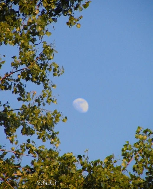 Moon Rising 2005