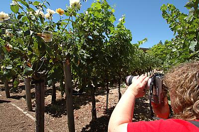 Dawn photographing the grapes