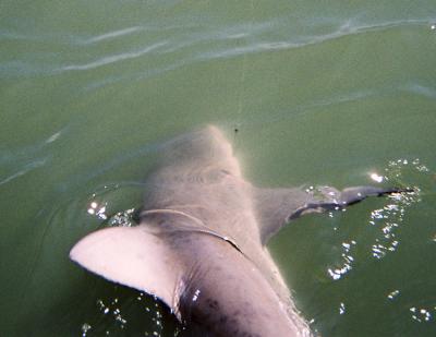 u26/bruce_j/medium/43696853.Shark1web.jpg