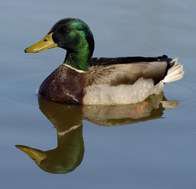 Pond Observations