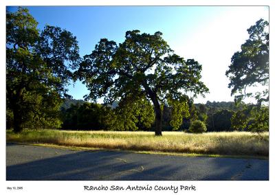 Oak Tree