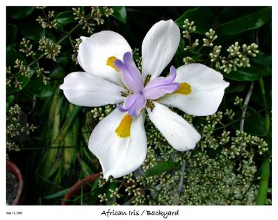 African Iris blossom from the yard