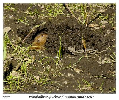 Digging a new home