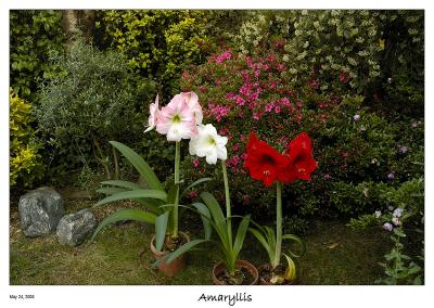 Amaryllis's blossoming