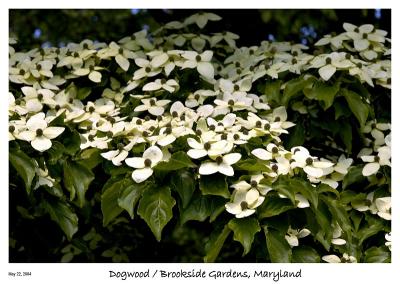 Dogwood at Brookside Gardens in Maryland