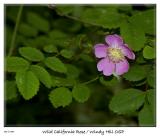 Wild Rose