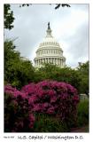 Azaleas and the US Capitol building