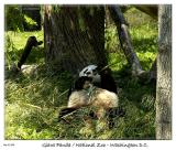 Munching Panda at the National Zoo