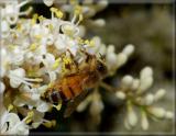 Really close-up bee