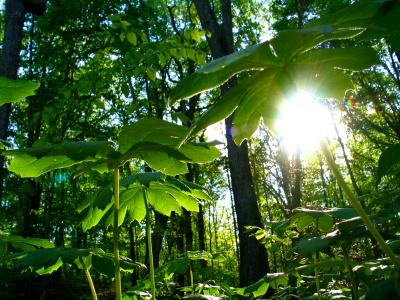 Mayapples (MD)