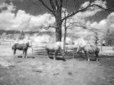 Hale Farm Horses.jpg