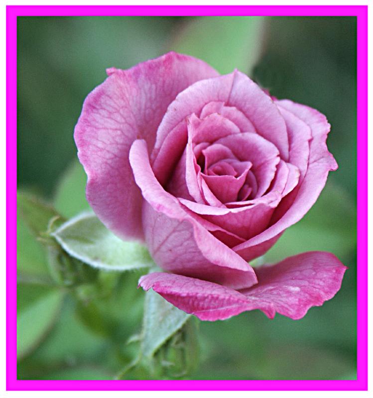 Lavender Rose