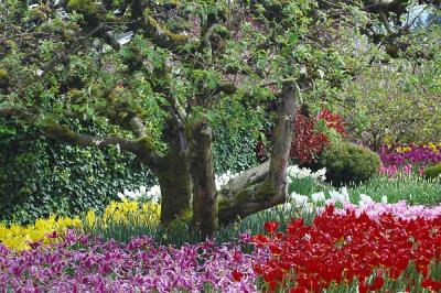 Garden of tulips