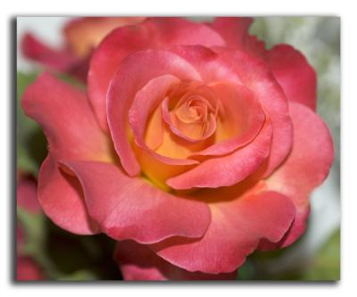 May 18 -single rose