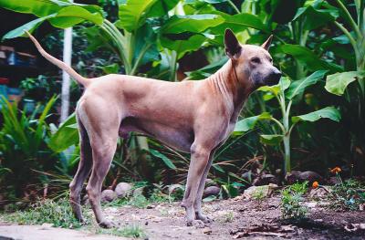 Canal-side-Thai-Dog-Floatin.jpg