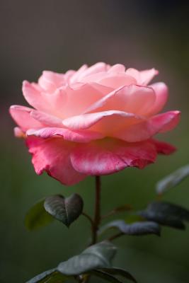 Pink-Rose-Backyard-5-17-05.jpg