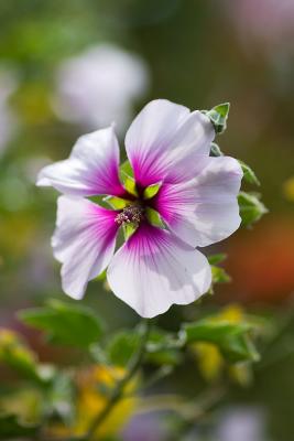 Wall-Vine-Flower-5-17-05.jpg