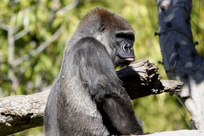 Gorilla SD Wild Animal Park.jpg