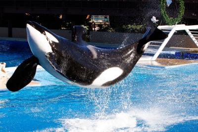 Shamu-Belly-Flop-SD-Sea-Wor.jpg