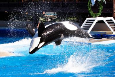 Shamu-Back-Flop-SD-Sea-Worl.jpg