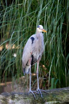 Blue-Heron-SD-Zoo-12-25-04.jpg