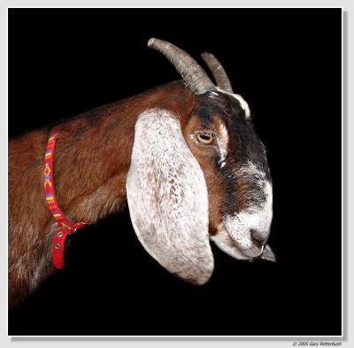 goat1374-sm.JPG