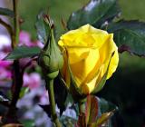 yellowrose1552-sm.JPG