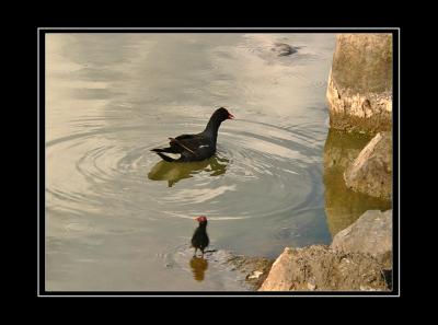 Follow Mama...