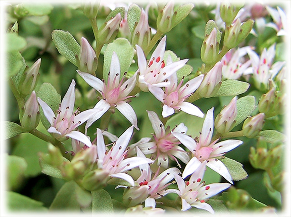 Mini flowers...ground cover
