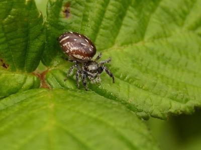 u26/camare/medium/43993151.JumpingSpider_4784.jpg