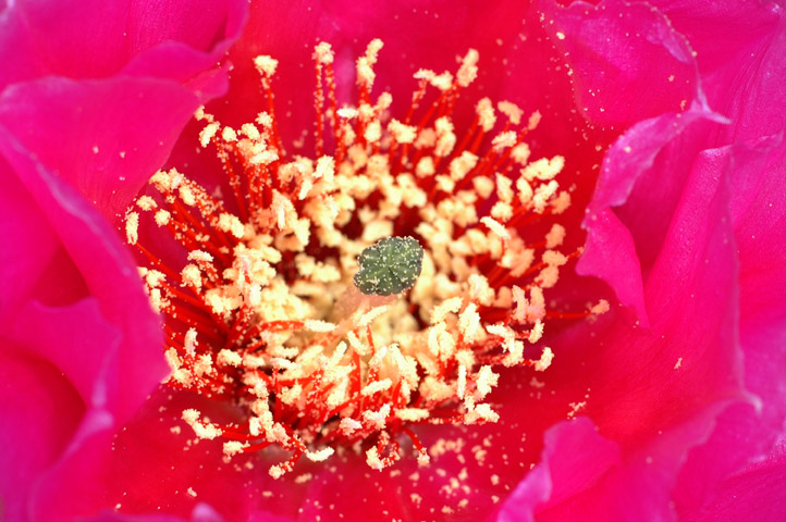 Prickly Pear flower close up