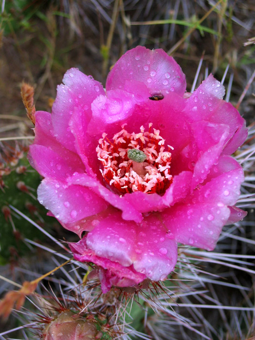 Prickly Pear cactus after rain